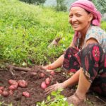 A Lady Harvesting Potatoes