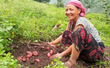 Farmers of Mahima Kuvar Putha Uttarganga Rural Municipality 13 are growing potatoes after using small irrigation.