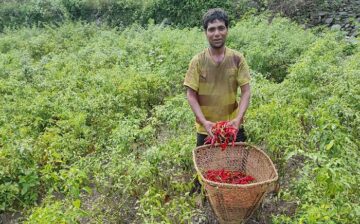 सीड परियाेजना अन्तरगत जिविकोपार्जन सहयोग प्राप्त कृषक जमान सिं कामी  खुर्सानी फलाउदै